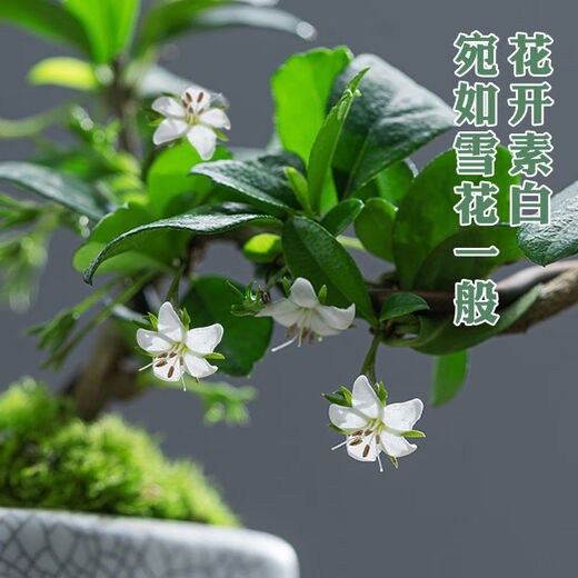 Fujian Tea Posse Plant Floating Branches Green Plantes intérieures Plante de pot Falai