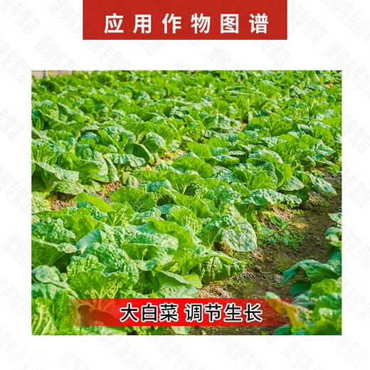 Guoguang Tiandu 8% Aminobutyl Acetyl Acetate Growth Regulator for Chinese Cabbage 200g*1 Bag