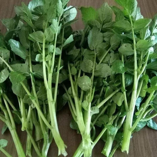 Four seasons Guangdong watercress seeds field planting aquatic balcony easy to grow live vegetable seeds watercress watercress seeds 1000 grains (2 packs) home planting