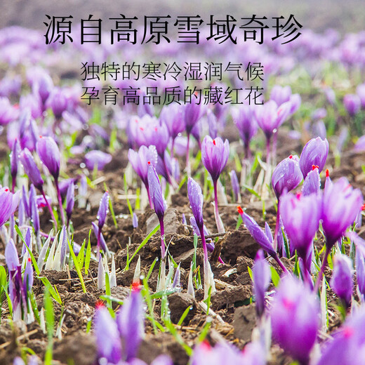 岷杞阁西藏特级藏红花礼盒全红长丝滋补品养生礼物节日送礼长辈父母客户