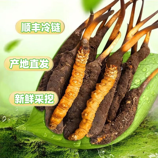 Cordyceps frais Sinensis Verrouillage sous vide Emballage frais Sf Express Chaîne froide Origine directe des cheveux directs Big Gras