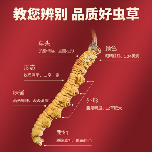 同芙 冬虫夏草3根/g 50g 约150根礼盒装 滋补营养补品送长辈礼品礼物