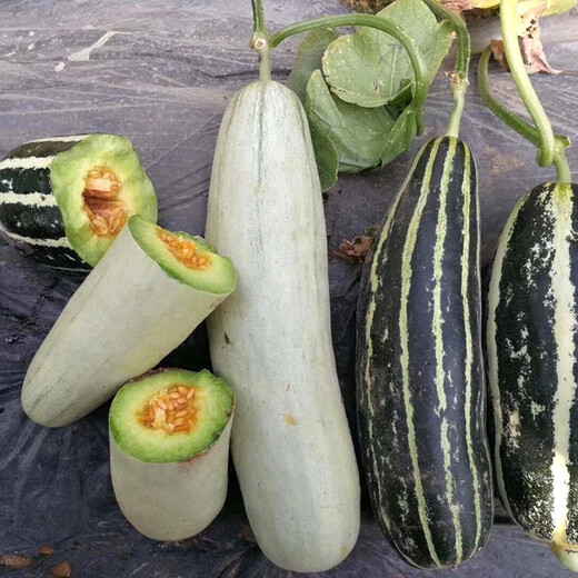 Zhongke Maohua Melon Fruit Seeds Bomei 94 muskmelon seed yield exceeds No. 9, a new early-maturing large horn-shaped thin-skinned variety with thick flesh. Bomei 94 muskmelon 100 pieces/bag, high yield and crispy