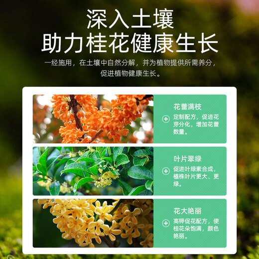 Lupan specializes in applying four-season osmanthus tree chemical fertilizers and compound fertilizers to grow laurel golden osmanthus and silver osmanthus for household potted plants and ground planting.