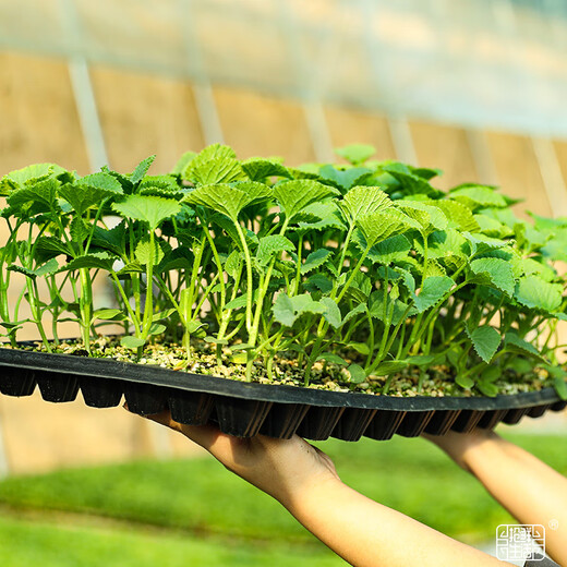 Dayu Boyang No. 9 melon seed seedlings collection, honeydew melon, eight-mile crispy melon seed old variety, Boyang No. 9 melon seedlings, 20 seedlings