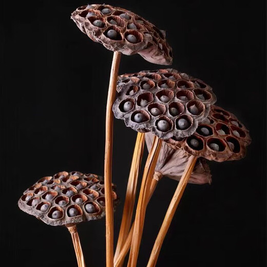 Youyi Dried Flower Extra Large Full Metal Flower Pole with Seeds Dried Lotus Lotus Dried Flowers Decorate Living Room Floor 75cm Real Pole with Seeds Lotus Pole 5 Price