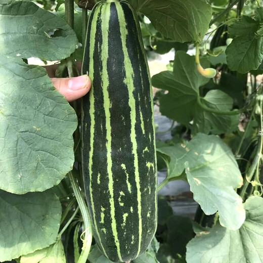 Zhongke Maohua Melon Fruit Seeds Bomei 94 muskmelon seed yield exceeds No. 9, a new early-maturing large horn-shaped thin-skinned variety with thick flesh. Bomei 94 muskmelon 100 pieces/bag, high yield and crispy