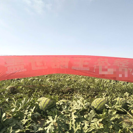 Zhongke Maohua Fruit and Vegetable Seeds Unparalleled Sweet King Watermelon Seeds High Round Big Red Flesh Watermelon Seeds Planted in Myanmar Base Unrivaled Sweet King 50g/box About 800 capsules