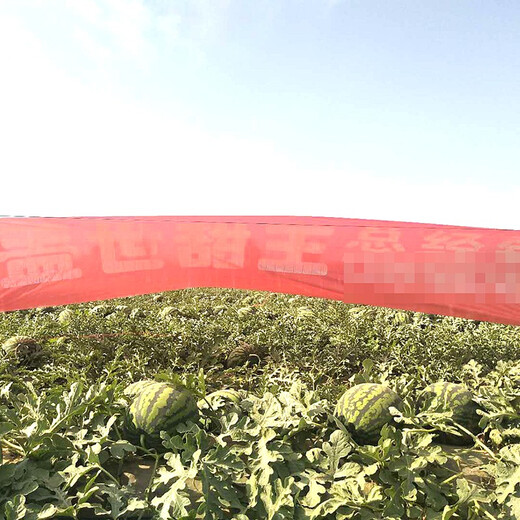 Zhongke Maohua Fruit and Vegetable Seeds Unparalleled Sweet King Watermelon Seeds High Round Big Red Flesh Watermelon Seeds Planted in Myanmar Base Unrivaled Sweet King 50g/box About 800 capsules