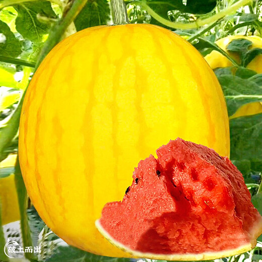 Dayu Yellow Heart Watermelon Seeds Complete Collection Early Mature Yellow Skin Red Flesh Yellow Flesh Special Xiaofeng Watermelon Seeds Southern Fruit Kenong Red Sun Yellow Skin Watermelon Seeds 20g