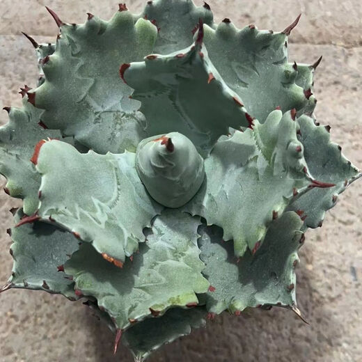 Mingyu Junyue Argan Agave trendige Pflanzen sind einfach und leicht zu wüstengrüne Pflanzen mit dicken Blatt-Agaven-Dürre-toleranten Pflanzen. Argan Agave 11-12 cm. Keine Töpfe