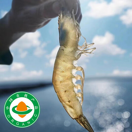 Taihuhai organic prawns, antibiotic-free salt field shrimps, fresh and frozen prawns, pregnant and baby tongbaobao, Spring Festival products, organic shrimps 1200g (net weight)