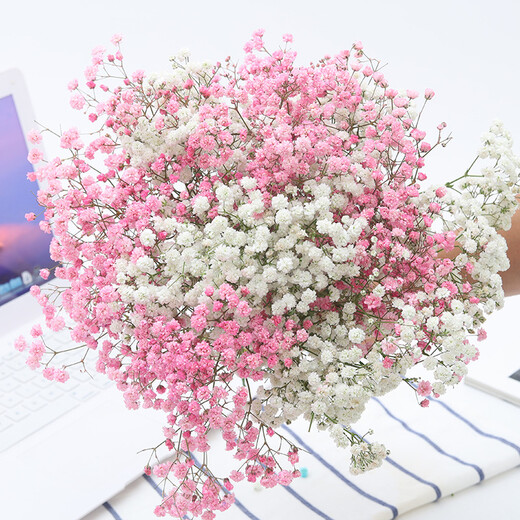 AIMAN Yunnan straight-haired dried flower bouquet real flower home furnishing decoration small fresh living room office decoration air-dried bouquet white + pink gypsophila without vase