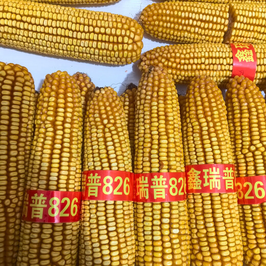 Семена кукурузы Xinruipu 826 устойчивые к болезням, полеганию и засухе