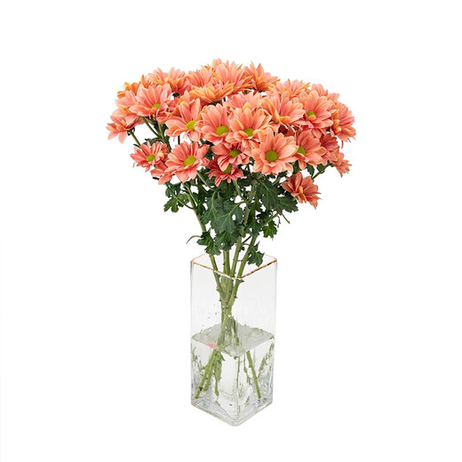 5 multi-headed daisies in random colors