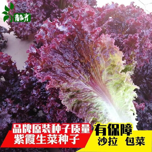 Peacock seeds are crispy, sweet and highly nutritious when eaten raw. Four-season Roma upright lettuce seeds are potted balcony vegetable seeds. Salad purple leaf lettuce seeds are packed in a pack of 1500.