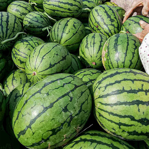 Shouhe fruit seeds early spring ruby gift watermelon 2k small watermelon thin skin sweet spring planting balcony potted spring and autumn early spring ruby watermelon seeds 60 capsules/70% of the candidates