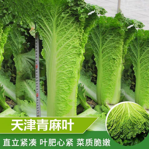
Tianjin Daqingheat Green Leaf Cabbage Seeds, Autumn vegetables with high yield and disease resistance, Chinese cabbage seeds, high tubes, old cabbage, new seeds, Tianjin Qingheat Leaf Seeds [Recommended] Selected 10 packs, about 15,888 pills