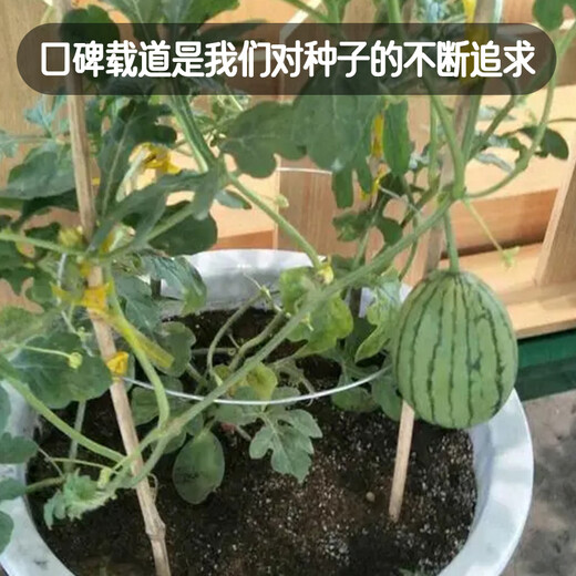 Fengming Yashi potted small watermelon seeds, early-maturing watermelon seeds, thin skin, few seeds, red flesh watermelon, small sugar pills, 10 seeds