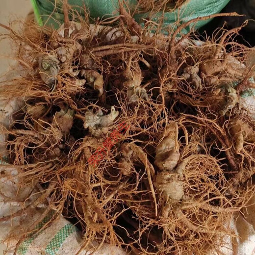 【顺丰快递】新鲜三七精选云南文山三七头带根须新鲜田七泡酒料活三七 精选鲜三七8个左右500克