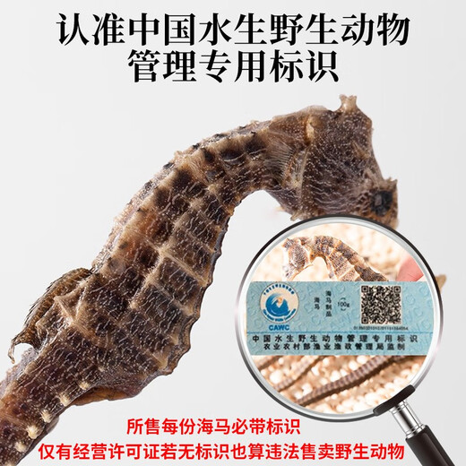 Qi Xiaofeng Haima Medizinische Materialien [CAWC -Zertifizierung] Große Seepferdchen männliche und weibliche ein Paar Trockenwaren Haima Hailong Kombination Wein Medizinmaterialien 1 Paar 2 (insgesamt mehr als 10 g)