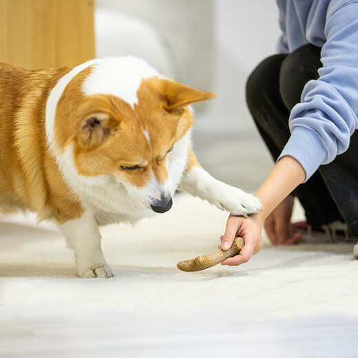 GiGwi dog toys bite-resistant teething sticks dog toys wood plastic antlers puppies small dogs medium and large dogs pet toys wood plastic antlers S