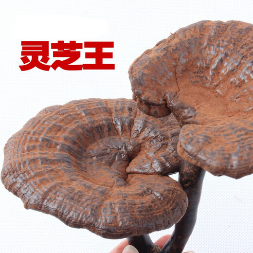 健颐年胖东来品质野生黑灵芝500克 广西十万大山整枝灵芝含孢子粉煲汤 250克