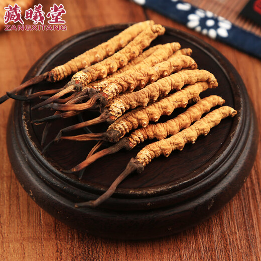 Zangxitang Tibet Nagqu Cordyceps in großer Höhe Cordyceps Cordyceps Cordyceps Cordycep