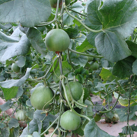 Zhongke Maohua Fruit Seed Green Melon Seed Emerald South Korea Emerald Jade Green Skin Green Flesh Melon Seed South Korea Emerald 600 capsules/bag anti-crack type dark green skin