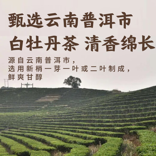 ChaXiaoKai original leaf tea white peony 0 sugar 0 calories 0 fat sugar-free pure tea 500ml*15 bottles whole box to relieve tiredness white peony tea 500ml*6 bottles