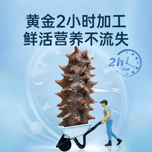 Fukouju Dalian ready-to-eat sea cucumber 2Jin Jin equal to 0.5kg 28-32 pieces OCC nourishing cost-effective sea cucumber gift box