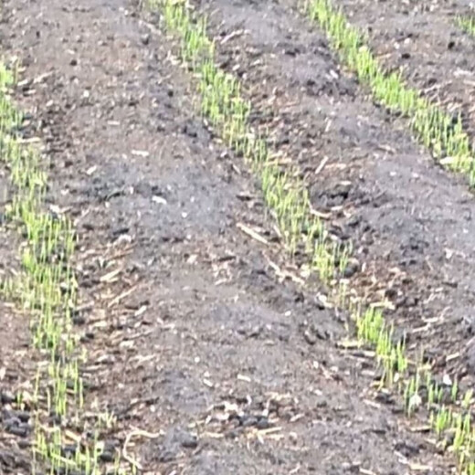 Authentic and delicious rice seeds, upland rice seeds, upland rice seeds, fragrant rice, upland rice seeds, glutinous rice seeds, national approved direct-seeded upland rice seeds, dry land large fields, bulk name, simple packaging, 1 Jin Jin equals 0.5 kilograms, 500 grams