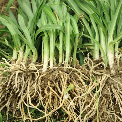 Guizhou local specialty authentic stone leek, large broad-leaf leek, Guanyin giant leek, wild broad-leaf potted leek root, 30 medium seedlings, dug with mud, no pots included, guaranteed to arrive fresh