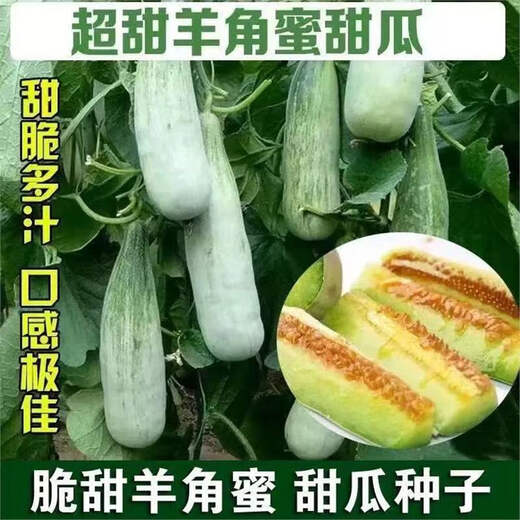 Super sweet croissant honey melon seeds, thin-skinned rock sugar melon seeds, four-season seeds, patio balcony potted fruit seeds, many people buy croissant honey seeds, high sweetness, popular store recommended quantity, 1 pack of about 100 seeds