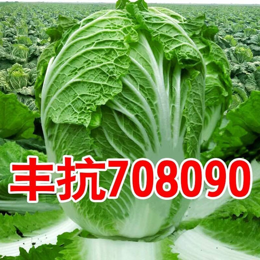 Chinese cabbage seeds are cold-resistant and can be sown in autumn. Cabbage seeds are easy to grow in outdoor fields. Shandong cabbage vegetable seeds. Fengkang 80 cabbage seeds. 1 pack, about 1,000 seeds.