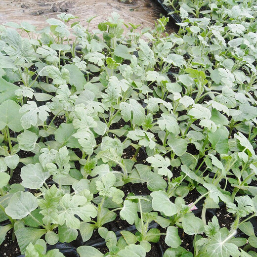 Shouhe watermelon seeds extra large sweet southern spring 8424 unicorn melon early maturing fruit four seasons black skin Shouhe thumb watermelon seeds 50 capsules