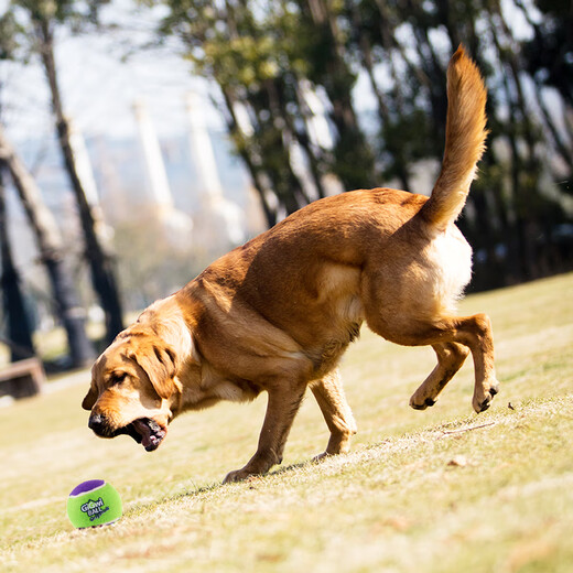 GiGwi dog toy tennis ball with sound, teeth grinding, chewing resistance, sound, medium and large dog toy ball, pet toy ball, medium size