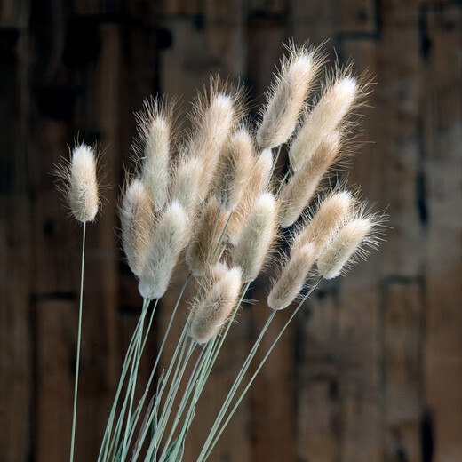 Aesthetic Hacker Rabbit Tail Dried Flower Bouquet Real Flower Dried Branches Air-dried Flower Living Room Decorative Ornaments Flower Arrangement Natural Table Decoration Original Color 100 Count