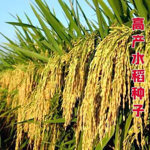 Authentic and delicious rice seeds, upland rice seeds, upland rice seeds, fragrant rice, upland rice seeds, glutinous rice seeds, national approved direct-seeded upland rice seeds, dry land large fields, bulk name, simple packaging, 1 Jin Jin equals 0.5 kilograms, 500 grams