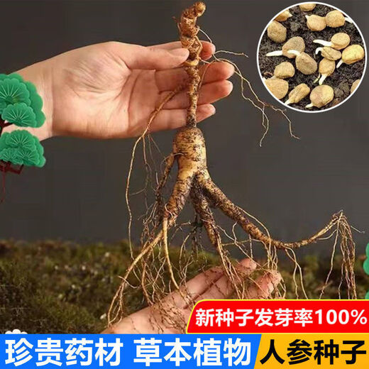 Changbai Mountain ginseng seeds, wild ginseng seeds, easy to grow Chinese medicinal materials in all seasons, easy to live indoor flower pots, ginseng seeds, shipped without buds, 1 bag of selection, about 52 capsules