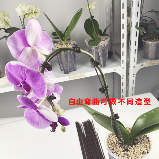 
Phalaenopsis special bracket orchid fixing clip protective cap plant fixing branch device plastic flower frame support rod [diameter 3mm] Phalaenopsis support rod 40cm long 10 rods + 10 protective caps + 20 clips