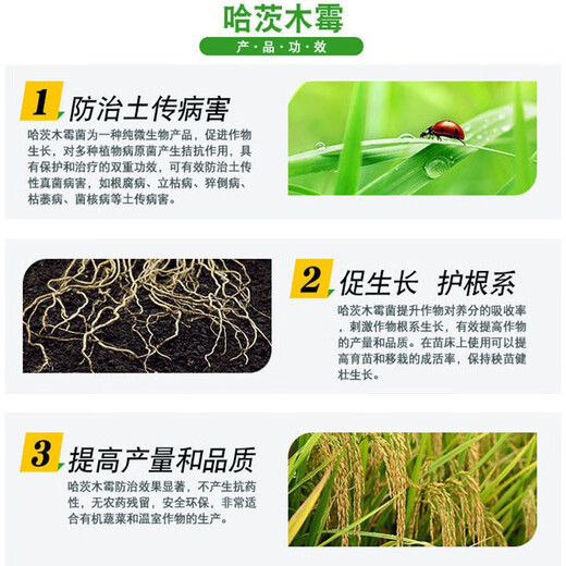 2 billion Trichoderma harzianum microbial fertilizer for ginseng to prevent root rot, gray mold, powdery mildew, dead seedlings and rotten roots 5 billion content 50Jin Jin equals 0.5kg barreled