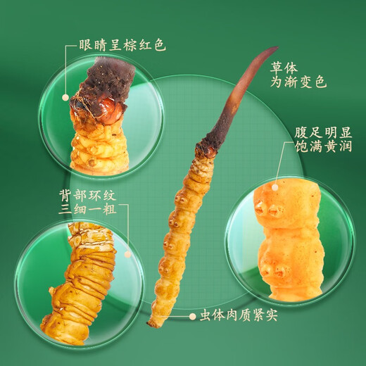 Der erste frische Cordyceps sinensis im Jahr 2025, der erste frische Cordyceps sinensis frische Cordyceps sinensis