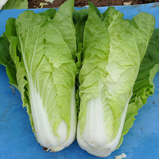 Beishu cream fast vegetable seed seedlings spring cabbage vegetable seeds Zhuo crisp fast whipped cream fast vegetable seeds about 500 pieces