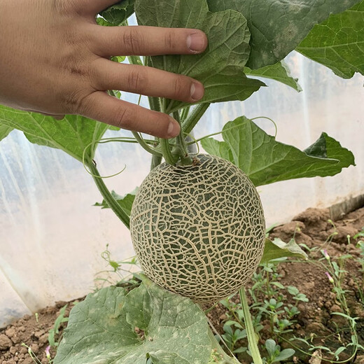 Zhongke Maohua Melon Fruit Seeds Zhongke Mi No. 6 Hami Melon Seeds thick-skinned melons originate from Xinjiang Reticulated Melon and are resistant to transportation. Zhong Ke Mi No. 6 Hami Melon Seeds 50 capsules
