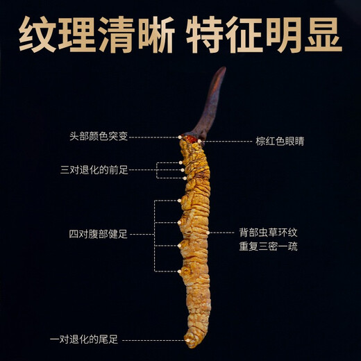 
Liwei Leopard Cordyceps gift box 4 pieces/gram 5g pack 20 pieces of high-altitude freeze-dried Cordyceps gift gifts for elders and leaders