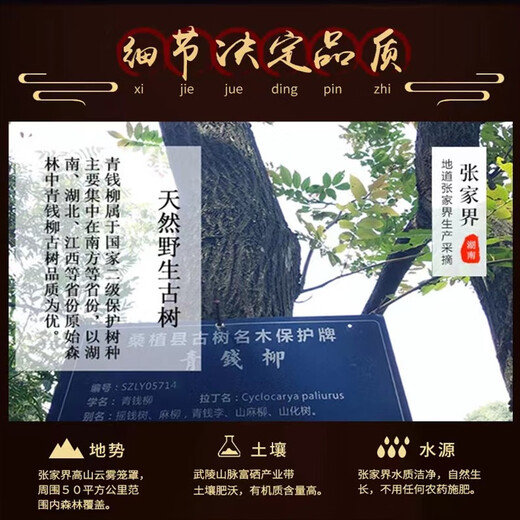 Yang Yuqingtang Qingqian Liu Tea Leaf Growing Authentic Qingqian Liu Tea Tender Sweetless Golden Qian Liu Specialty Grade Zhangjiajie Original Leaf Tender Leaf 500g Bag