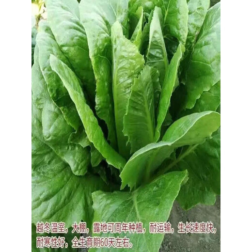 Peacock seeds are crispy, sweet and highly nutritious when eaten raw. Four-season Roma upright lettuce seeds are potted balcony vegetable seeds. Salad purple leaf lettuce seeds are packed in a pack of 1500.
