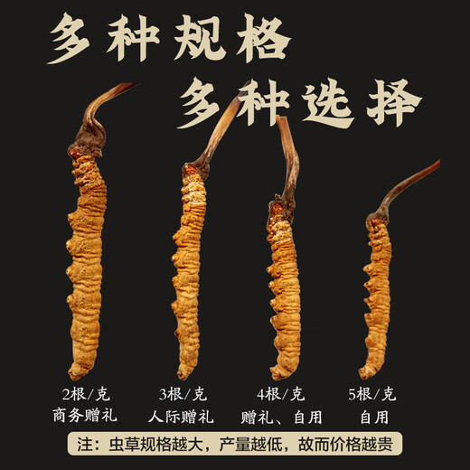 Cordyceps sinensis Cordyceps sinensis 2 gramos de cordyceps secos en áreas tibetanas, buenos regalos para Cordyceps sinensis 50 gramos, 50 cajas de regalo [especificaciones 2 gramos]