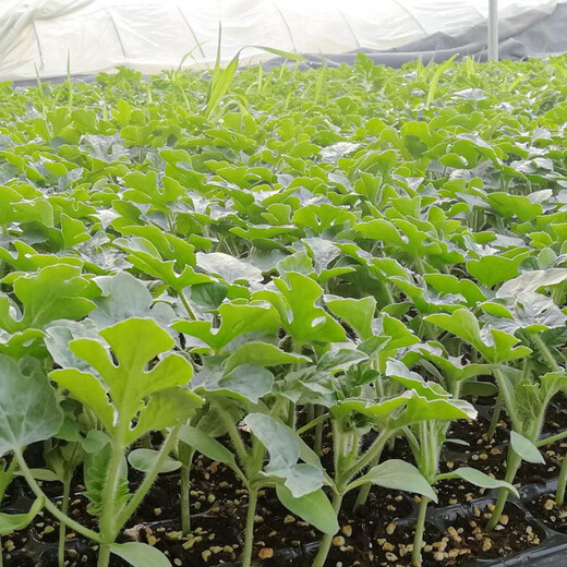 Shouhe watermelon seeds extra large sweet southern spring 8424 unicorn melon early maturing fruit four seasons black skin Shouhe thumb watermelon seeds 50 capsules